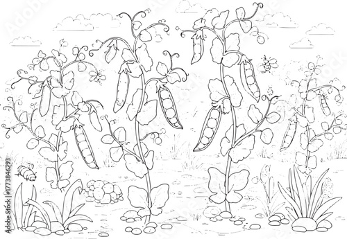 Intricate line art of pea plants in a garden setting, ideal for