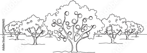 Elegant single line drawing illustrating an apricot plantation o