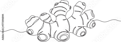 Elegant ginger rhizome continuous line drawing on pure white bac