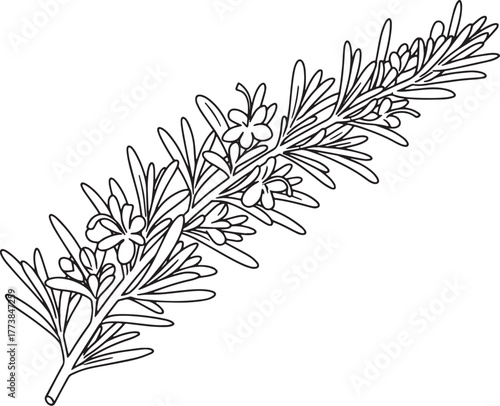 Elegant botanical line art depicting a rosemary branch with deli