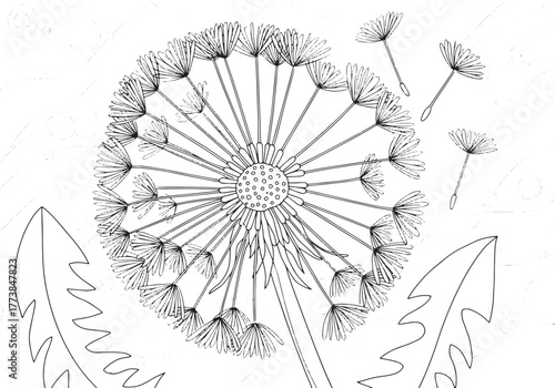 Delicate dandelion seed illustration for botanical or mindfulnes