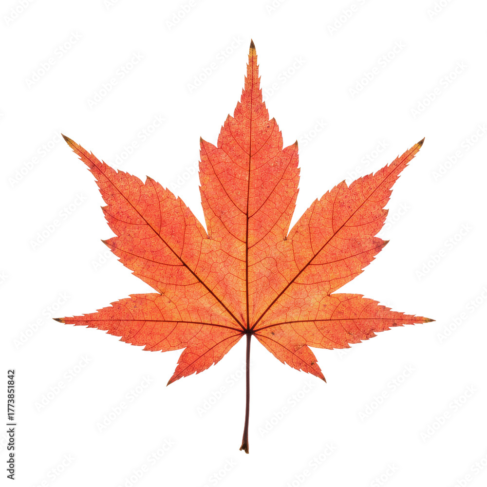Fototapeta premium Bright translucent orange Japanese maple leaf on a stem