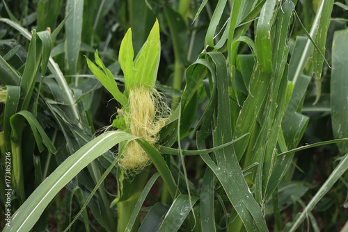 Photography Growing corn cob on plants damaged by hailstorm on summer in the field
