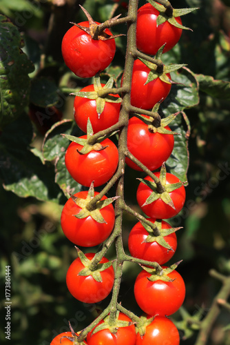 Italian cherry tomatoes  growing on plants  in the vegetable garden on a sunny day