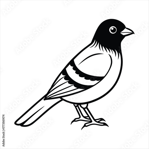 Illustration of a small bird isolated on white background, featuring a black head and a white body with black stripes, showcasing its distinctive plumage