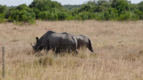 Two black rhinos walk and graze across dry grassland at Ol Pejeta Conservancy Kenya showcasing calm grazing behavior and conservation habitat.