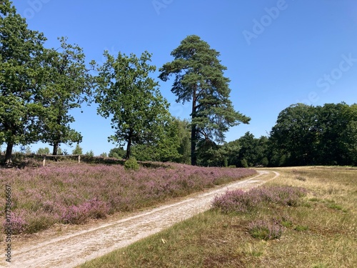 Weg in der Lüneburger Heide im Sommer bei Heideblüte