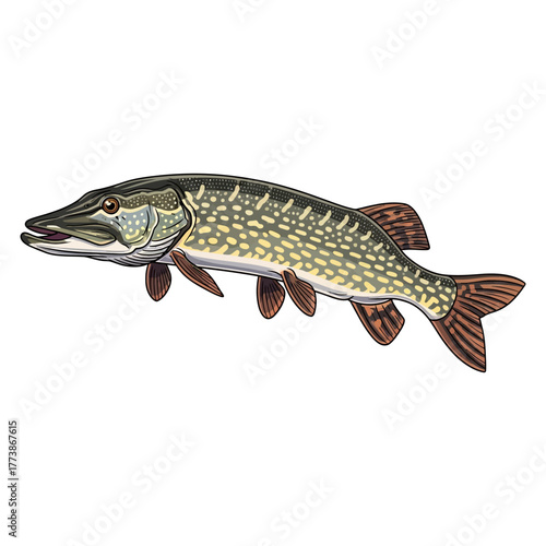pike fishing illustration logo vector image t shirt
