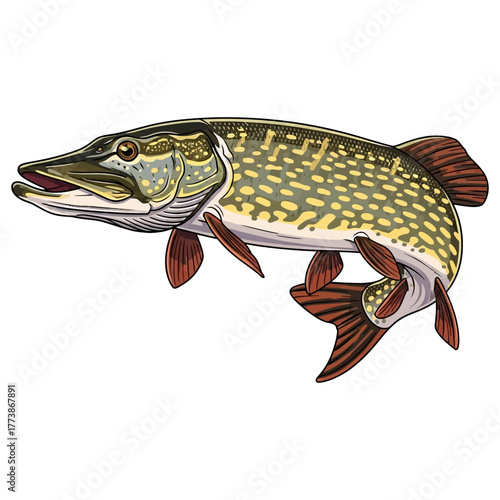 pike fishing illustration logo vector image t shirt