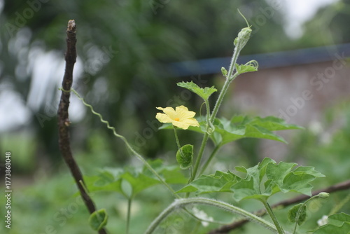 Delicate Yellow Vine Flower with Green Tendril