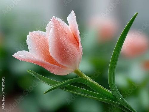 Delicate Pink Tulip Bud Covered In Dew Drops Ready To Bloom With Green Stems And Soft Green Background Soft Lighting