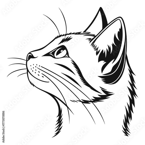 cat head on white background