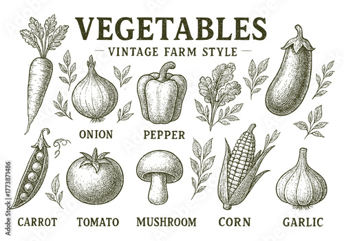 Vintage Farm Style Hand-Drawn Vegetable Collection