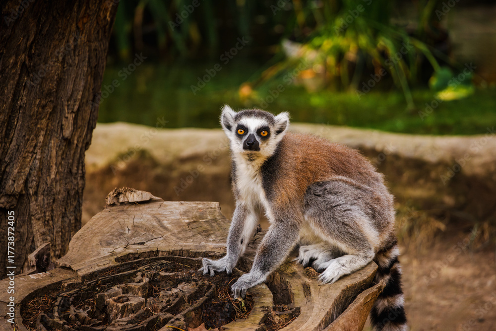 Obraz premium Ring-tailed lemur sitting on a tree stump and looking directly at the camera in a natural environment