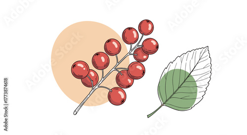 Close up of red berries on a branch next to a detailed leaf illustration.