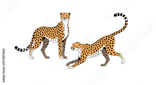 Two cheetahs in different poses on a white background.