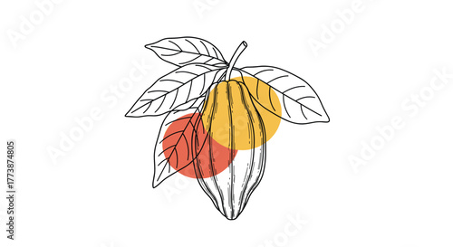 Illustration of a cacao pod on a stem with leaves and colorful circles.