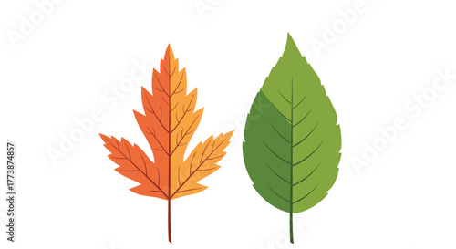 Autumn leaf and a green leaf are shown side by side on white.