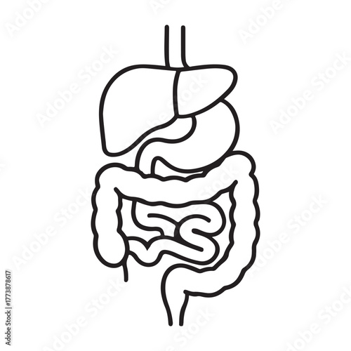 Human Digestive System Organs Anatomy Line Art