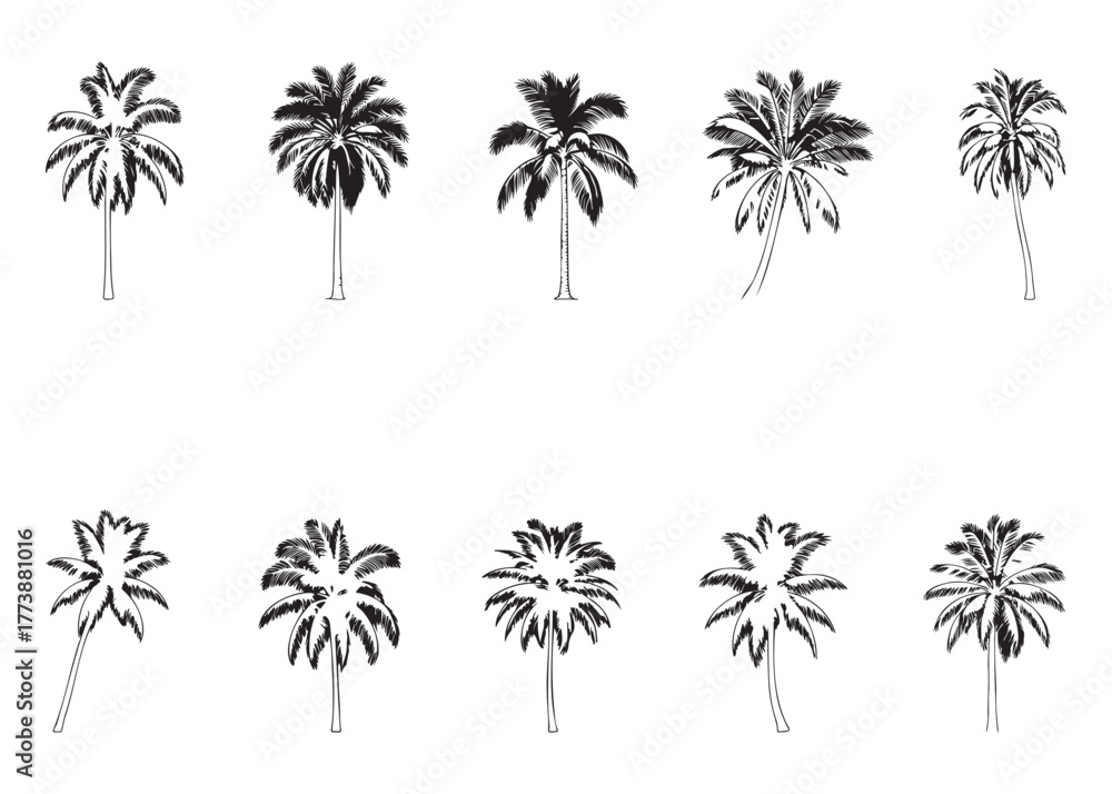 Obraz premium Collection of ten vintage botanical illustrations depicting various palm tree species with detailed fronds and root systems