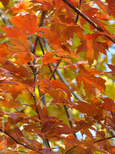 autumn leaves background