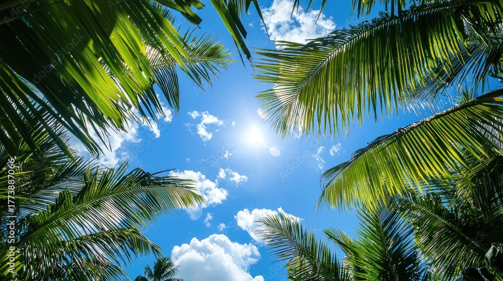 Fototapeta premium Coconut palm trees against a blue sky with white clouds.