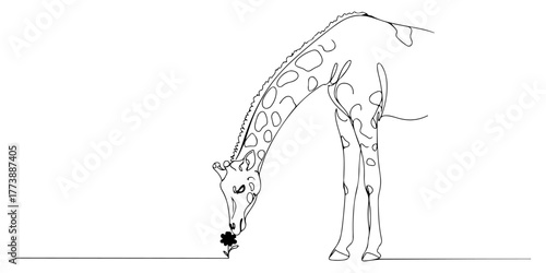 Continuous one line of a giraffe sniffing a small flower, style vector illustration.
