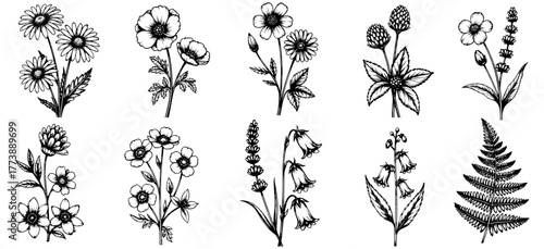 Black and white engraving botanical set with wildflowers and fern leaves, fine etching linework, vintage hand-drawn illustration, isolated on transparent background.
