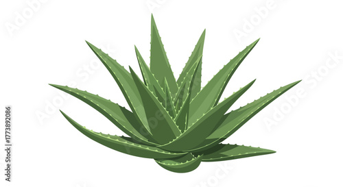 Rendered image of an aloe vera plant, vibrant green leaves radiating outwards, with serrated edges and a white background