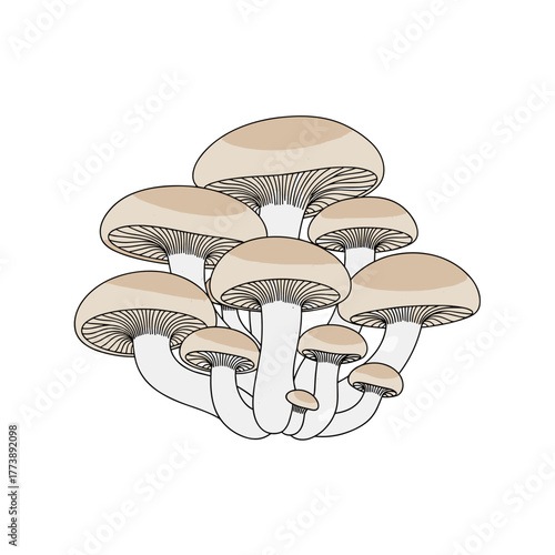 Cluster of mushrooms with light brown caps on a white background  