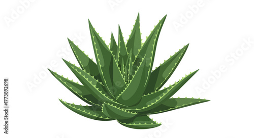 A digitally illustrated, vibrant green aloe vera plant, with pointed, spiky leaves. The plant sits on a clean white background