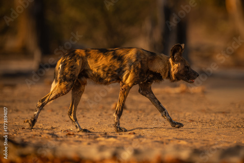 Photography African wild dog with collar crosses clearing