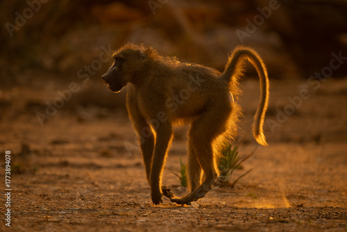Canvas Print Backlit chacma baboon runs across dry pan
