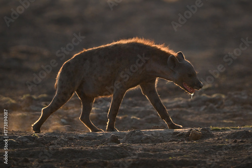 Canvas Print Backlit spotted hyena crosses pan dribbling spittle