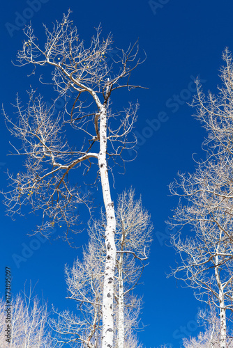 Aspen trees in Colorado with no leaves
