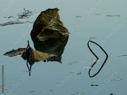 frog in water
