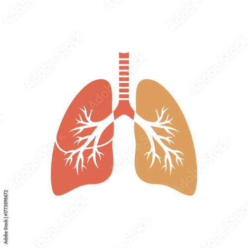 Stylized anatomical illustration of human lungs and trachea in two distinct colors, showing the respiratory system.
