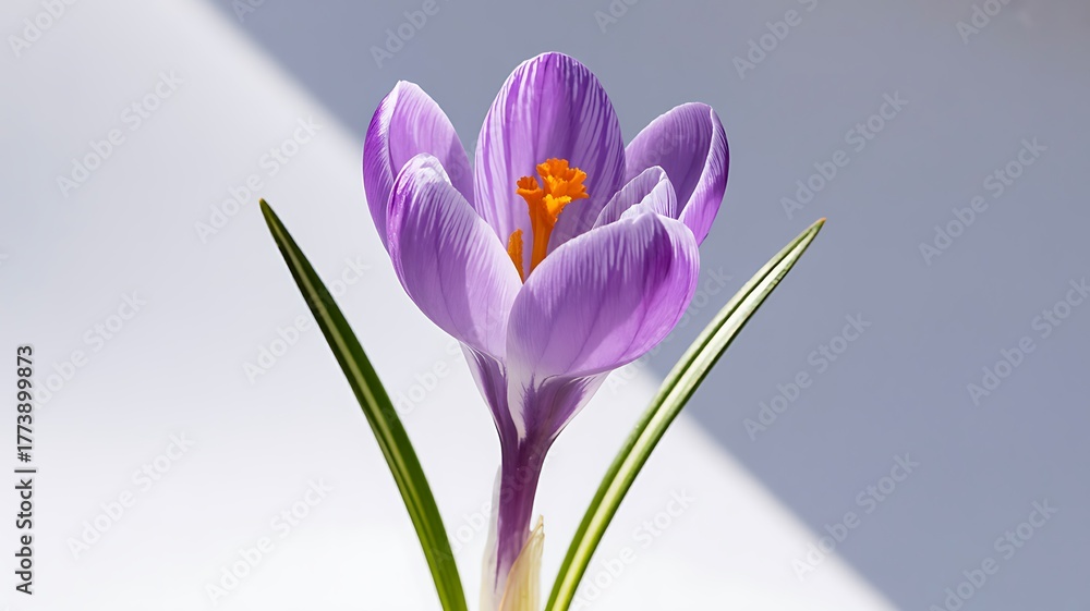 Naklejka premium Purple Crocus Flower with Orange Stigma – Botanical Detail and Spring Bloom Concept