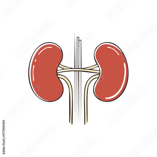 Stylized illustration of human kidneys connected by renal arteries and veins, representing health and anatomy