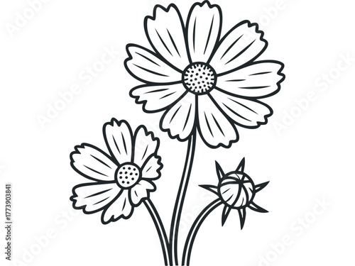 Outline drawing of flowering cosmos plants with buds
