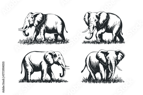 Set of Four Elephant Illustrations in Monochromatic Style