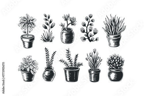Collection of various potted houseplants in a sketch style