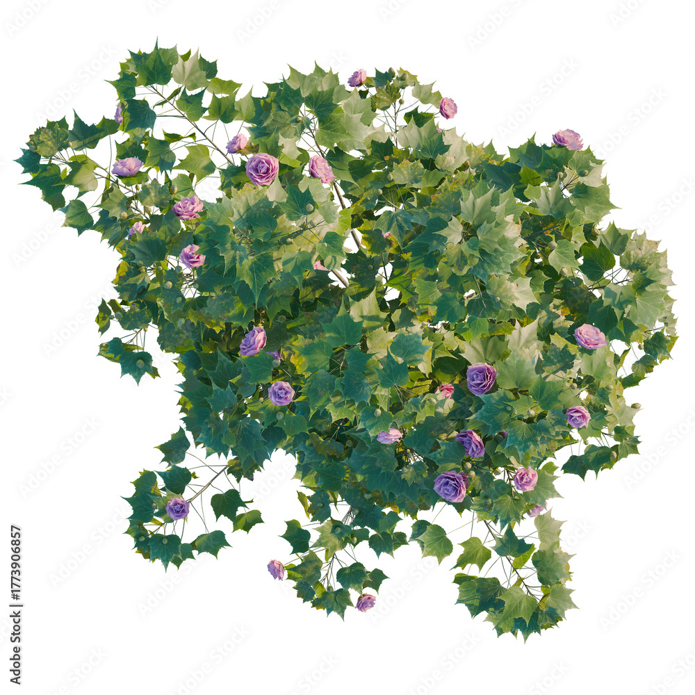 Fototapeta premium Hibiscus mutabilis tree plan, top view, cutout, transparent background, isolate, Beautiful rose bush with lush green leaves, perfect natural element