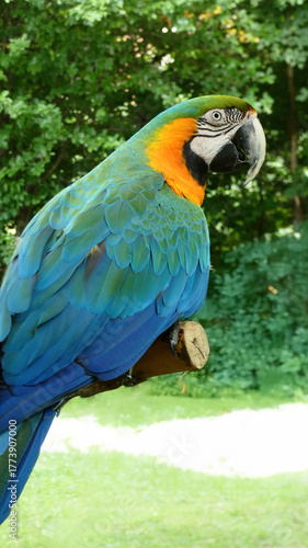Blue-and-yellow Macaw (Ara ararauna) sturdy tree branch, surrounded by lush, bright green foliage.