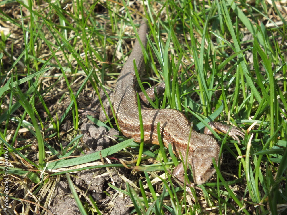 Fototapeta premium Common Lizard (Zootoca vivipara) crawling through green grass on a garden lawn