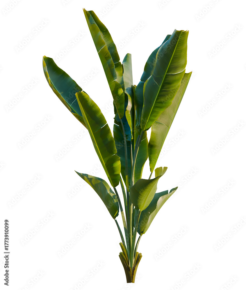 Fototapeta premium Strelitzia nicolai trees, front view, cutout, transparent, isolate, Vibrant Bird of Paradise plant, lush green foliage for interior design