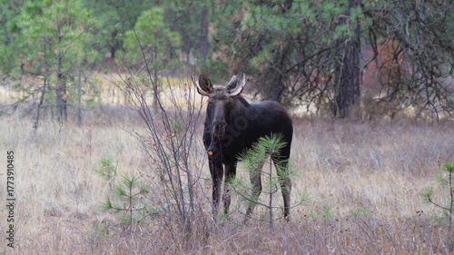 Curious bull moose in autumn.
