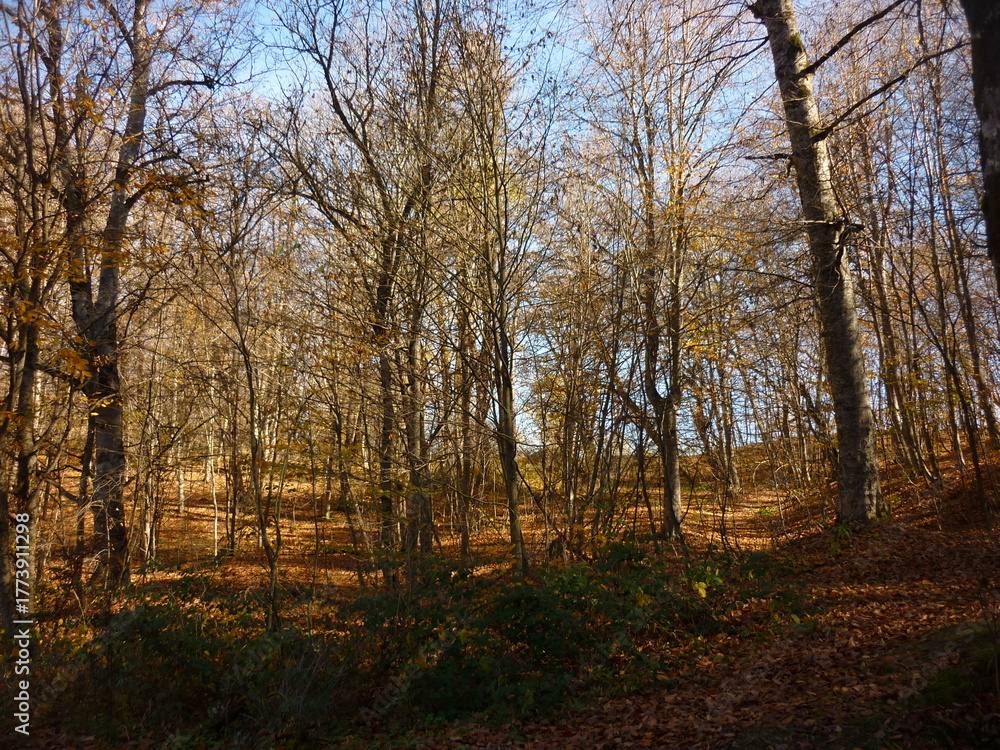 Fototapeta premium autumn in the forest