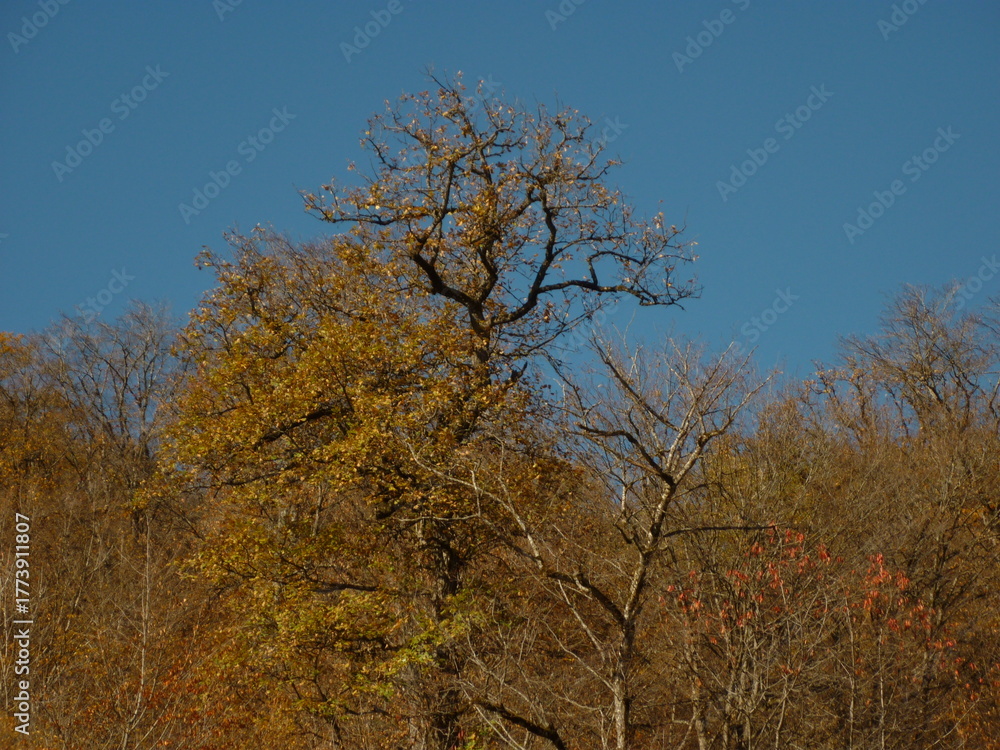 Fototapeta premium autumn trees in the park