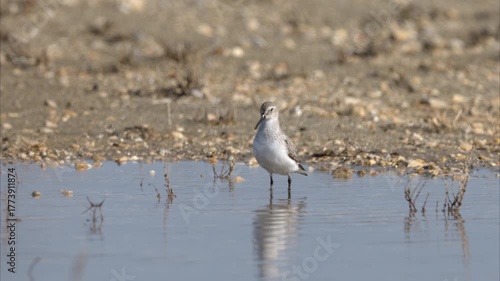A Broad billed Sandpiper walking in water